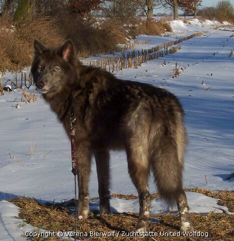 Amerikanischer Wolfshund/ Spencer Wolfdog Blue Jade