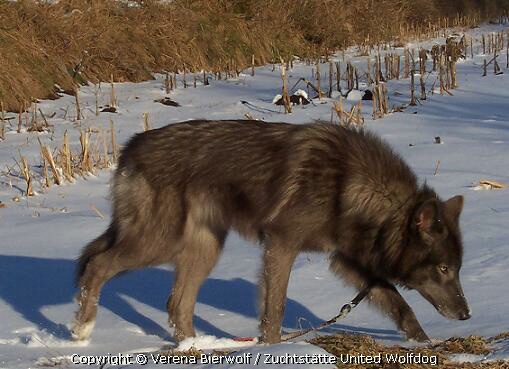 Amerikanischer Wolfshund/ Spencer Wolfdog Blue Jade