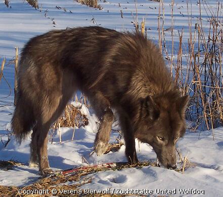 Amerikanischer Wolfshund/ Spencer Wolfdog Blue Jade