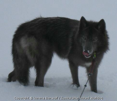 Amerikanischer Wolfshund/ Spencer Wolfdog Blue Jade