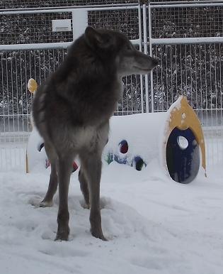 Blue Jade/ AWH/ Spencer Wolfdog/ American Wolfdog