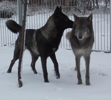 Wolfdogs Blue Jade & Davana