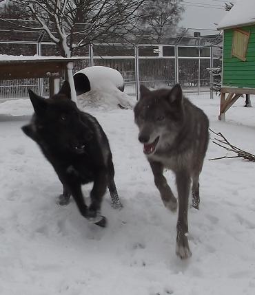 Wolfdogs Blue Jade & Davana