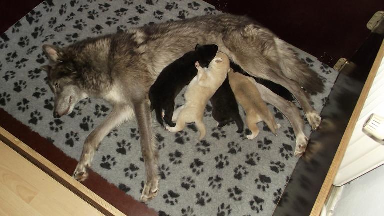 Blue Jade & puppies American Wolfdogs e-litter