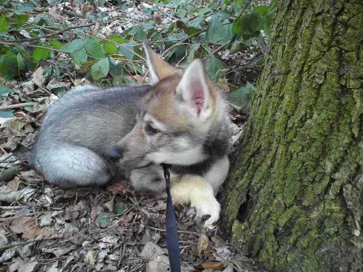 Lycanis Wolfdog®