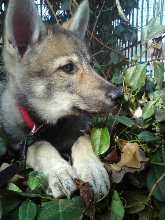 Borealis Aurora Auri Lycanis Wolfdog®