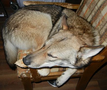 Wolfdog