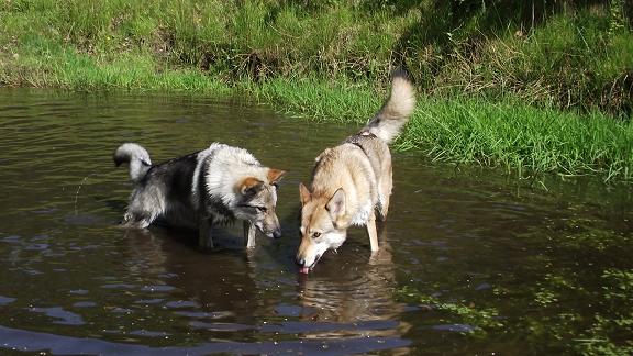 Lycaner Wolfhunde Kalle & Aponi