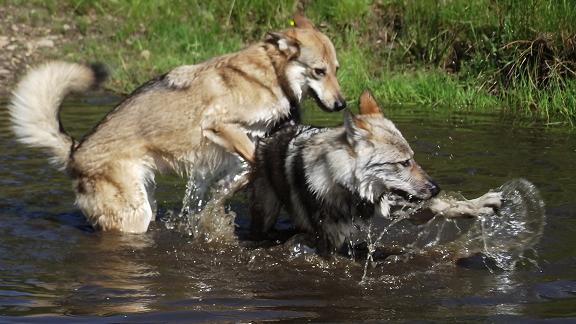 Wolfhunde Aponi & Kalle