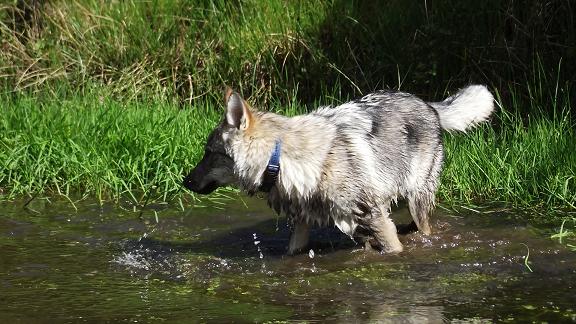 Bojan Kalle Lycanis Wolfdog®