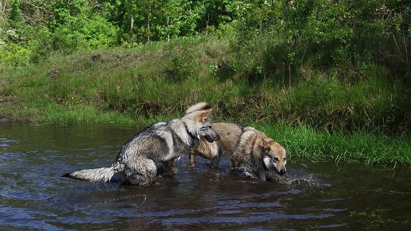 Lycanis Wolfdog®