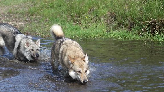 Lycanis Wolfdog®