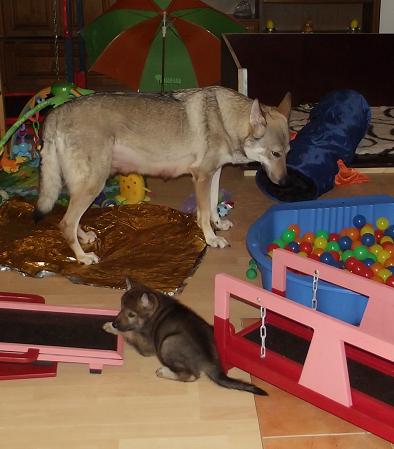 Blade Lycanis Wolfdog® & Mama Yuma Lycanis Wolfdog®