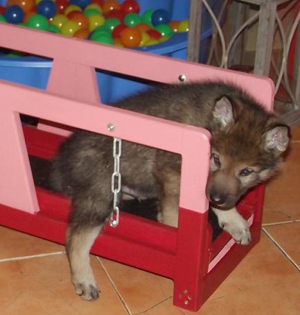 Lycanis Wolfdog® Lycanis Wolfdog®