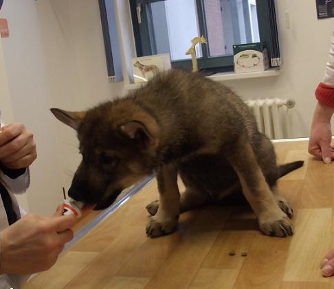 Lycanis Wolfdog® Lycanis Wolfdog®