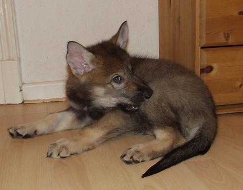 Lycanis Wolfdog® Lycanis Wolfdog®