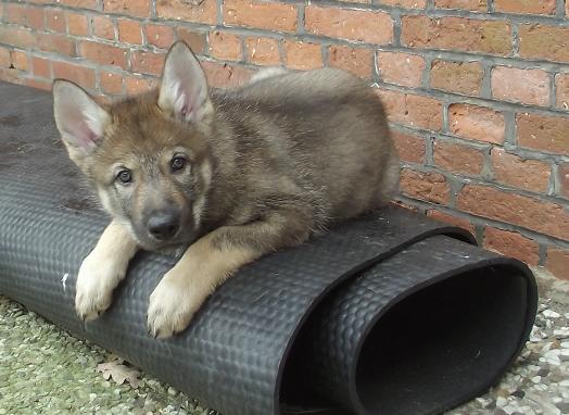 Lycanis Wolfdog® Lycanis Wolfdog®