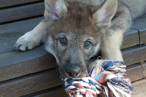 Lycanis Wolfdog® Lycanis Wolfdog®
