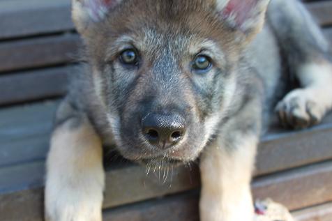 Lycanis Wolfdog® Lycanis Wolfdog®