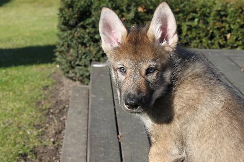 Lycanis Wolfdog® Lycanis Wolfdog®