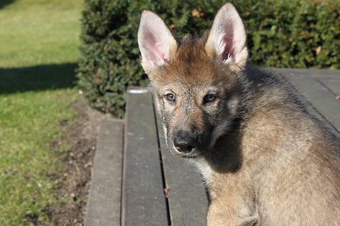 Lycanis Wolfdog®