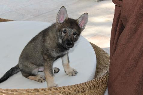 Lycanis Wolfdog® Lycanis Wolfdog®