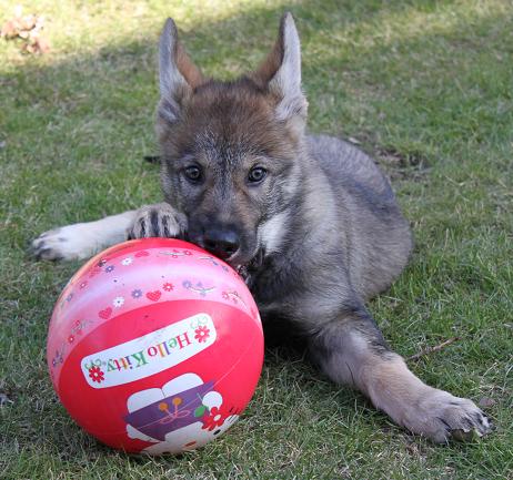 Lycanis Wolfdog®