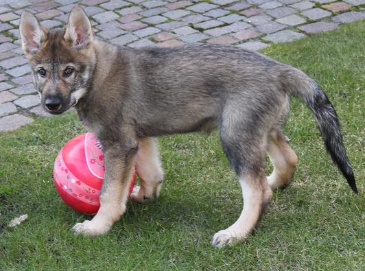 Lycanis Wolfdog® Lycanis Wolfdog®