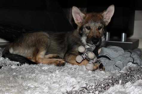 Lycanis Wolfdog® Lycanis Wolfdog®