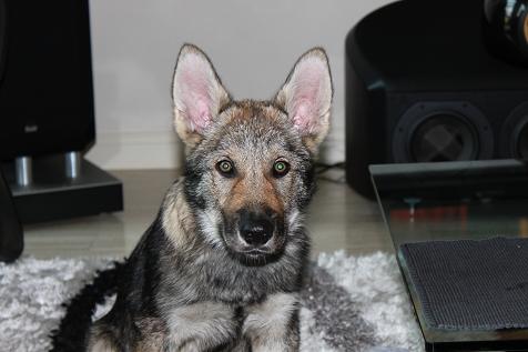 Lycanis Wolfdog® Lycanis Wolfdog®