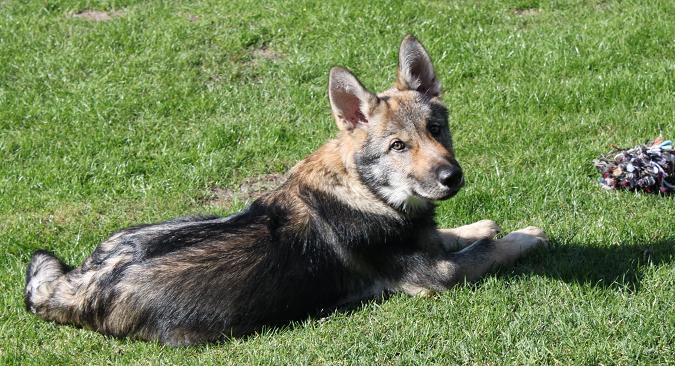 Lycanis Wolfdog® Lycanis Wolfdog®