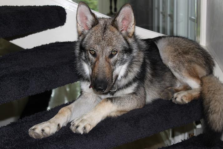 Lycanis Wolfdog® Lycanis Wolfdog®
