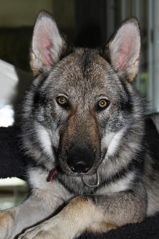 Blade Lycanis Wolfdog®