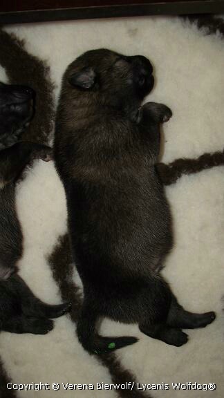 Lycanis Wolfdog® Lycanis Wolfdog®