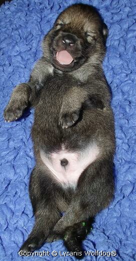 Lycanis Wolfdog® Lycanis Wolfdog®