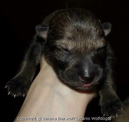 Lycanis Wolfdog® Lycanis Wolfdog®