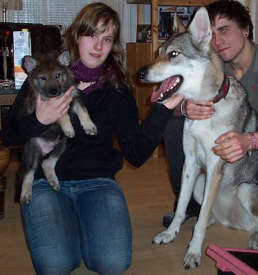 Lycaner: Blade mit grosser Schwester Acoma Larka Lycanis Wolfdog®