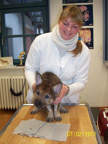 Lycanis Wolfdog® Lycanis Wolfdog®