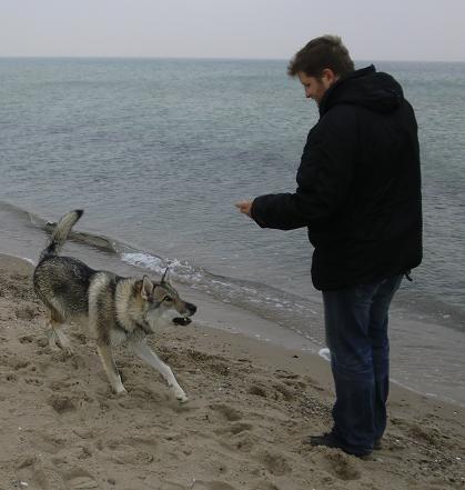 Lycanis Wolfdog®