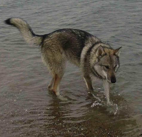 Lycanis Wolfdog®