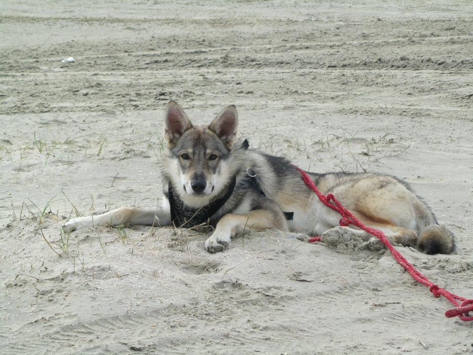 Lycanis Wolfdog®