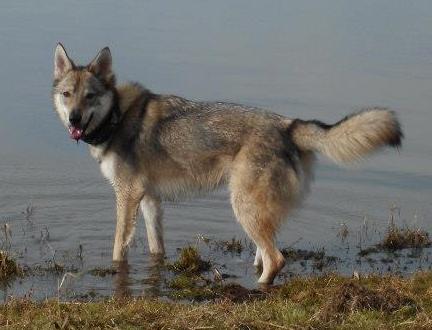 Lycanis Wolfdog®