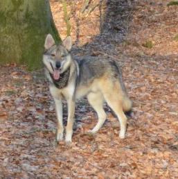 Lycanis Wolfdog®