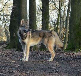 Lycanis Wolfdog®