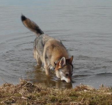 Lycanis Wolfdog®