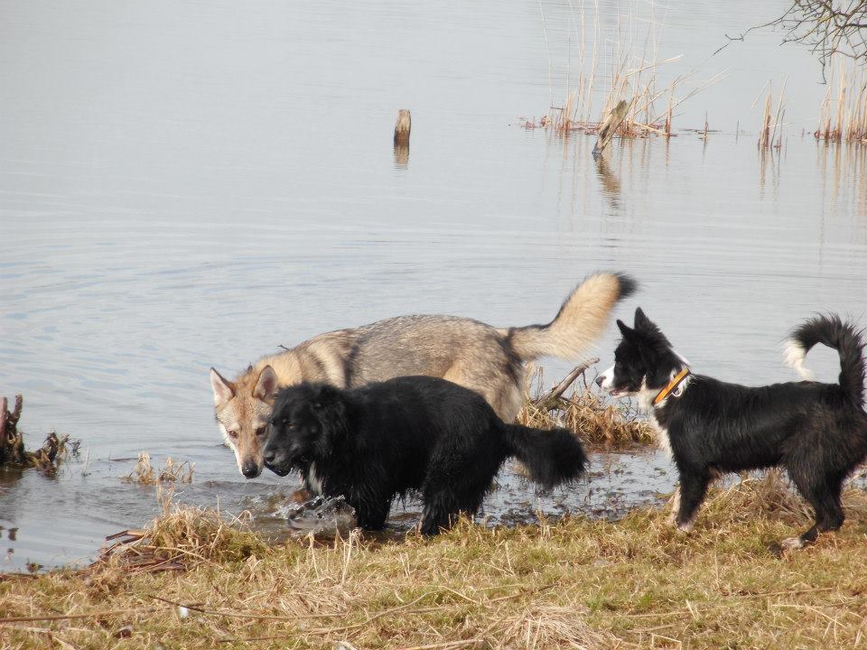 Lycanis Wolfdog®