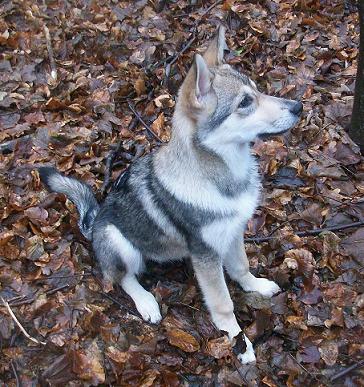 Lycanis Wolfdog®