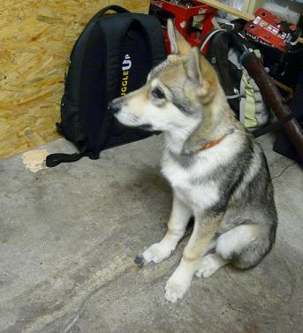 Lycanis Wolfdog®
