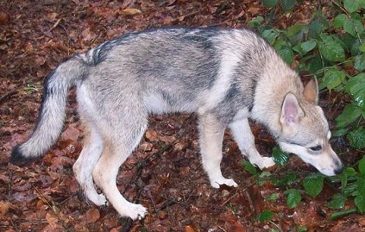 Lycanis Wolfdog®