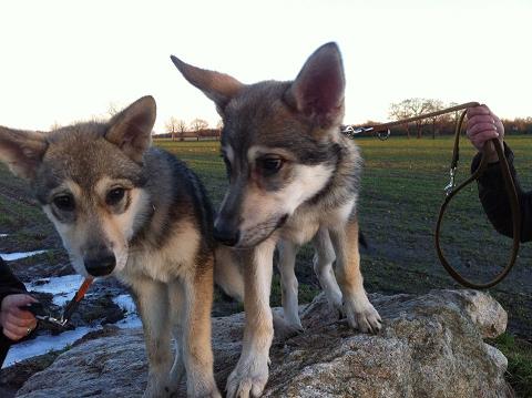 Lycanis Wolfdog®